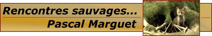 logo du site de Pascal MARGUET