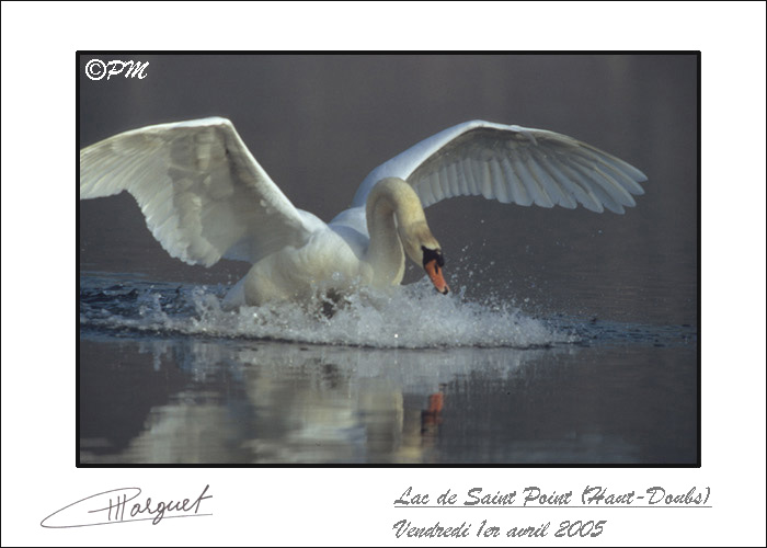 atterrissage de cygne