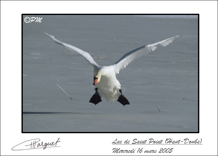 cygne d�collant