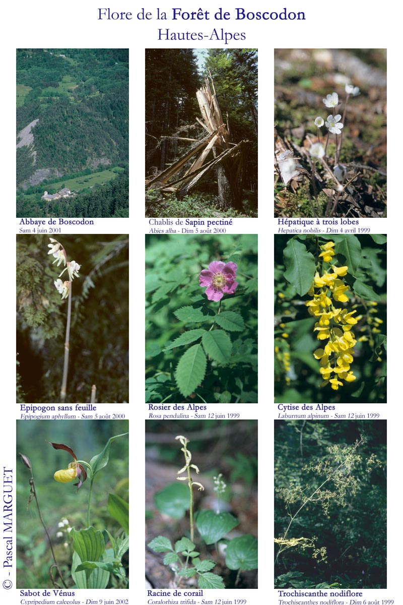 poster sur la flore de la forêt de Boscodon (Hautes-Alpes)
