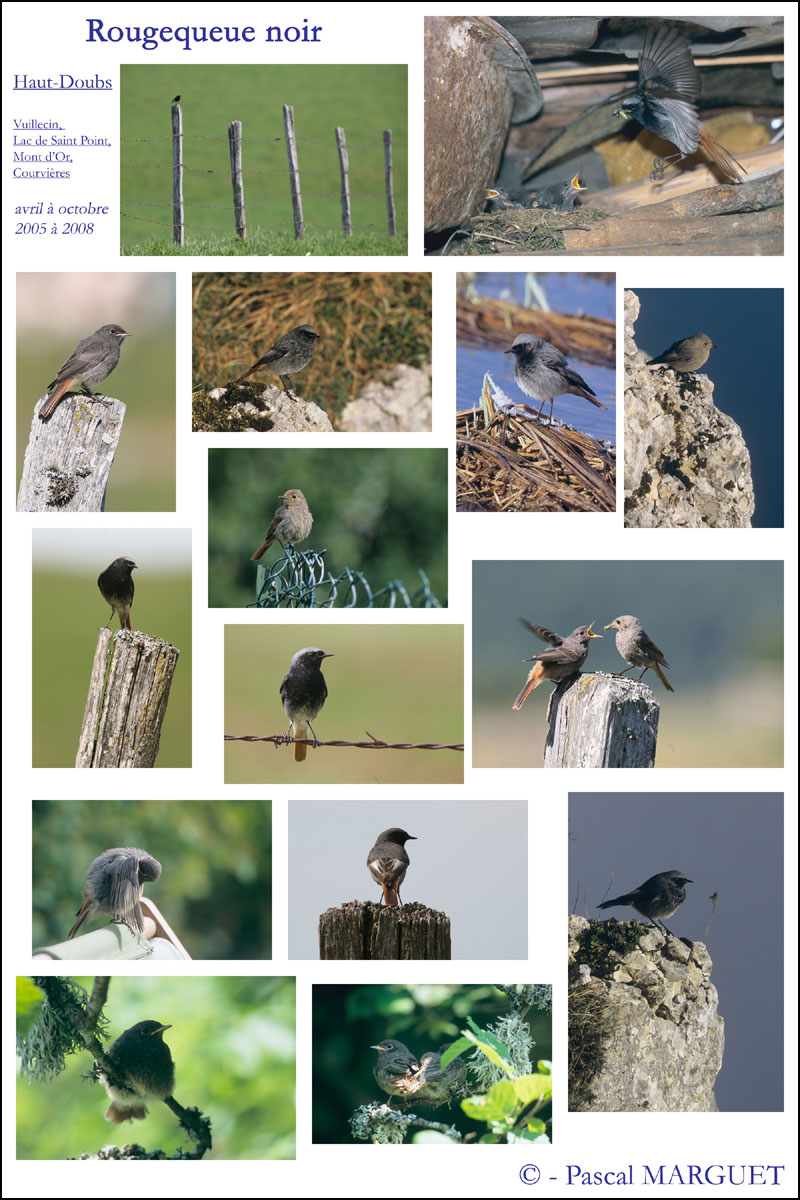 poster sur les rougequeues noirs