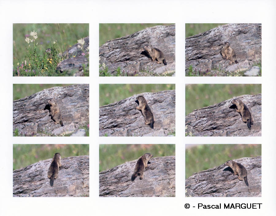 marmotton