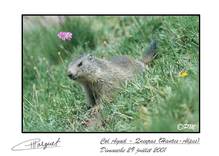 Marmotte des Alpes, Murmeltier, Marmot