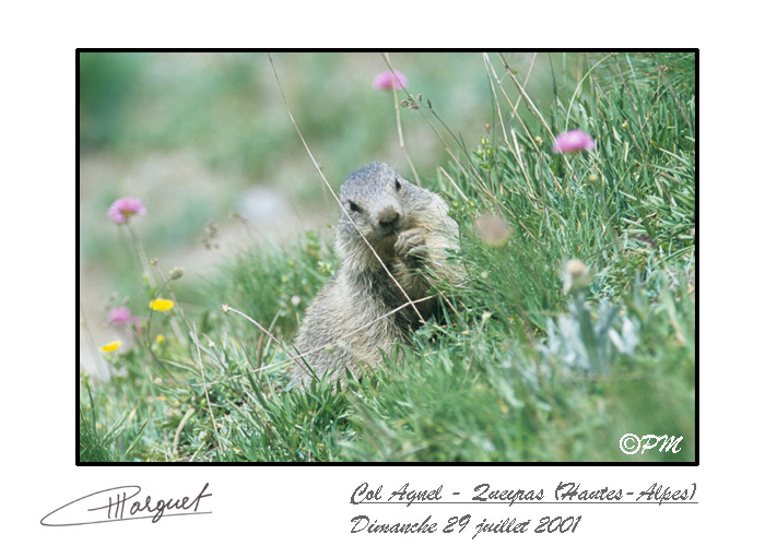 marmotton mangeant