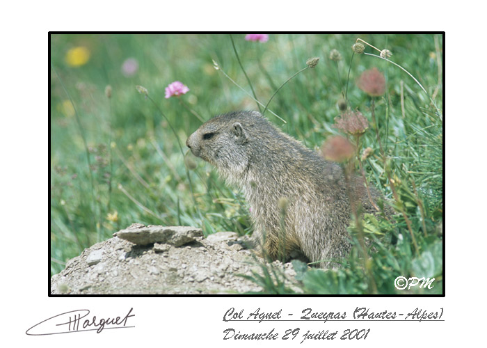photo de marmotton