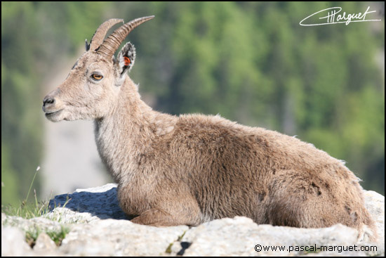 rencontre cougar dans le jura